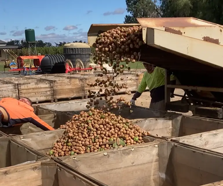 Australian walnut production